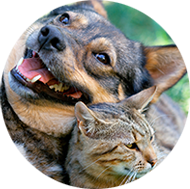 Affordable Pet Insurance for dogs & cats | Pet Protect