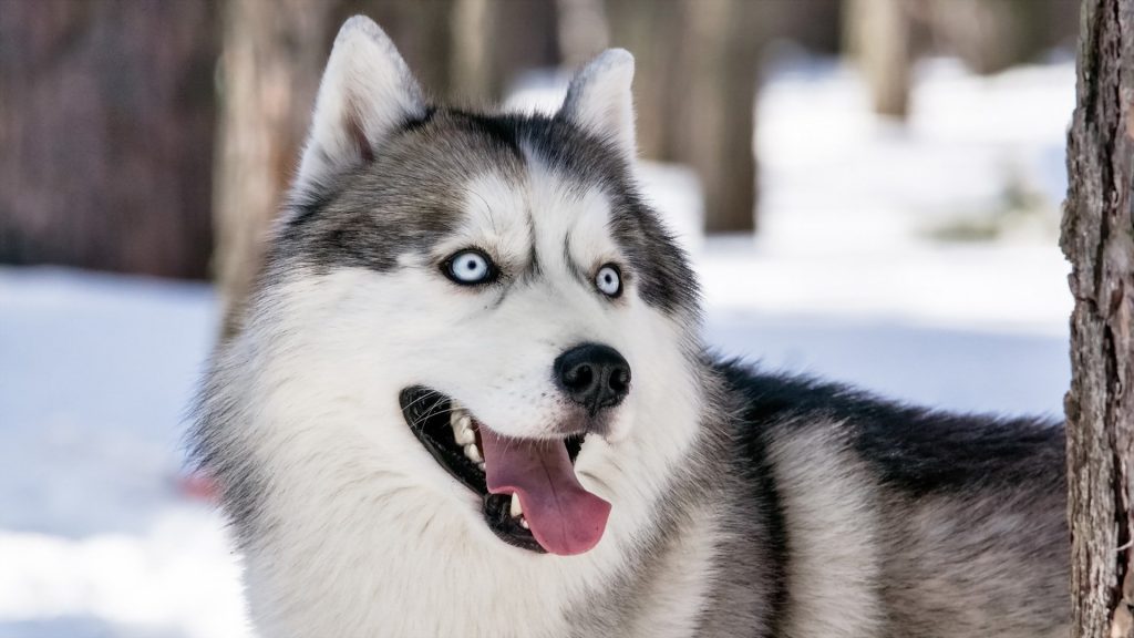 why do huskies make good sled dogs