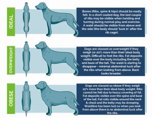 Is your dog overweight? | Health care tips | Pet Protect Blog