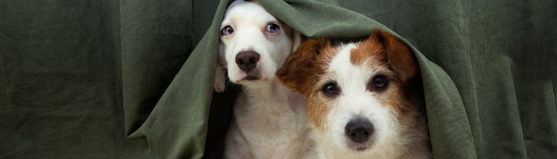 Pet Protect Header Image